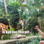 Is Bali Zoo Ethical?