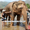 Is Bathing Elephants Ethical?