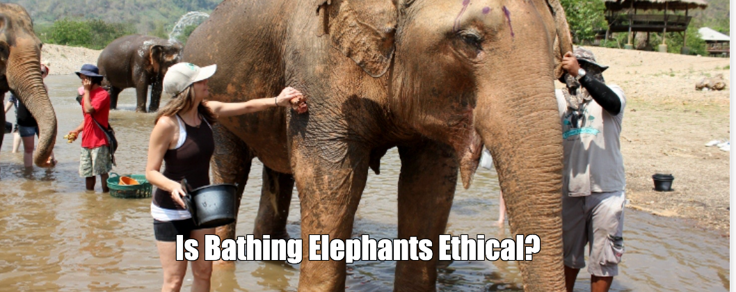 Is Bathing Elephants Ethical?