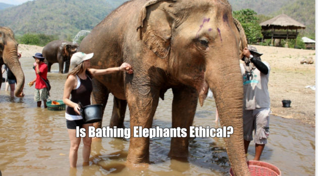Is Bathing Elephants Ethical?