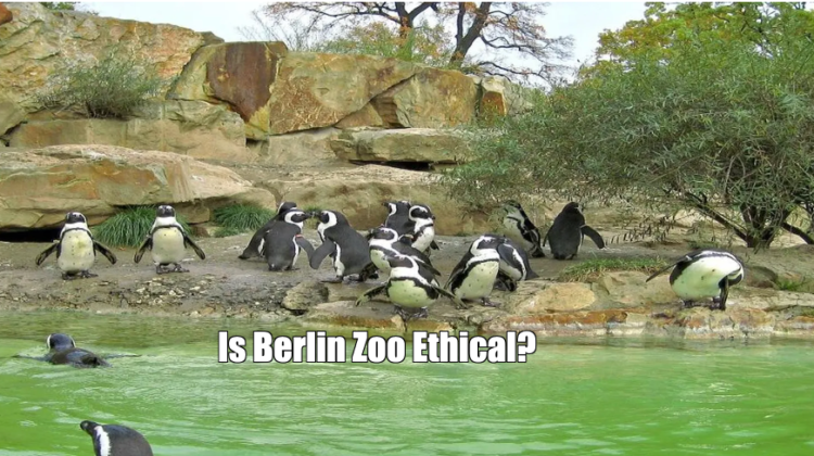 Is Berlin Zoo Ethical?