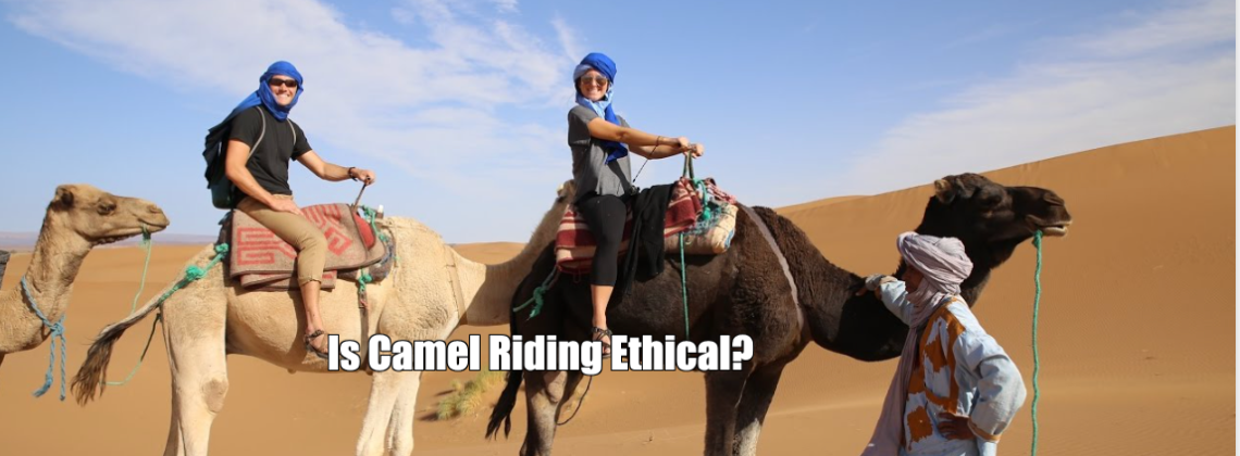 Is Camel Riding Ethical?