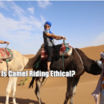 Is Camel Riding Ethical?