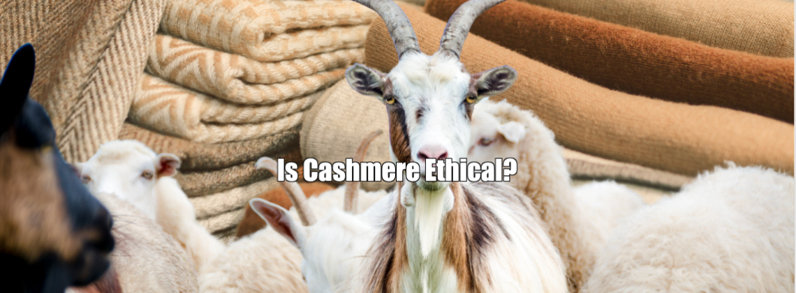 Is Cashmere Ethical?