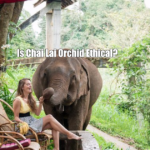 Is Chai Lai Orchid Ethical?