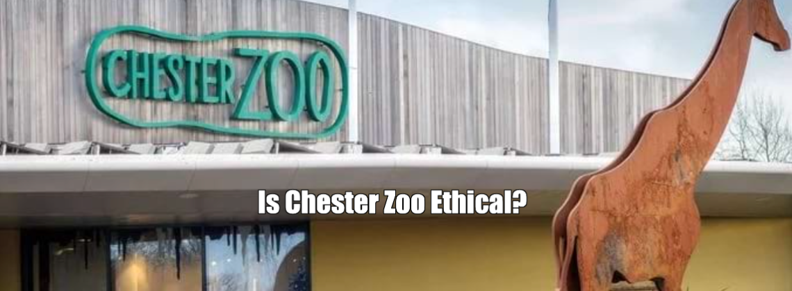 Is Chester Zoo Ethical?