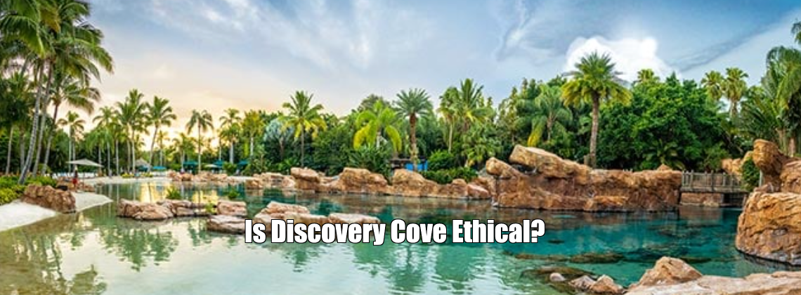 Is Discovery Cove Ethical?