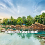 Is Discovery Cove Ethical?