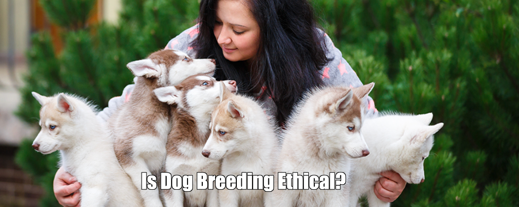 Is Dog Breeding Ethical?