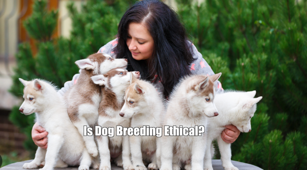 Is Dog Breeding Ethical?