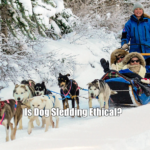 Is Dog Sledding Ethical?