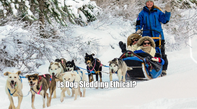 Is Dog Sledding Ethical?