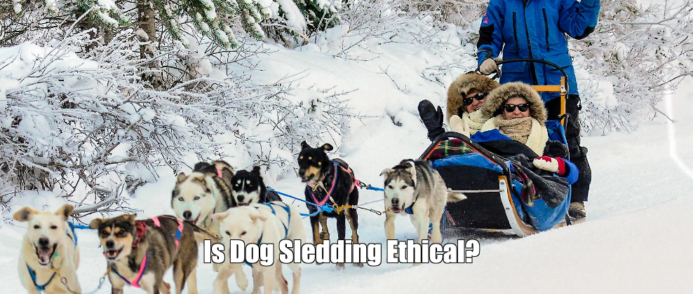 Is Dog Sledding Ethical?